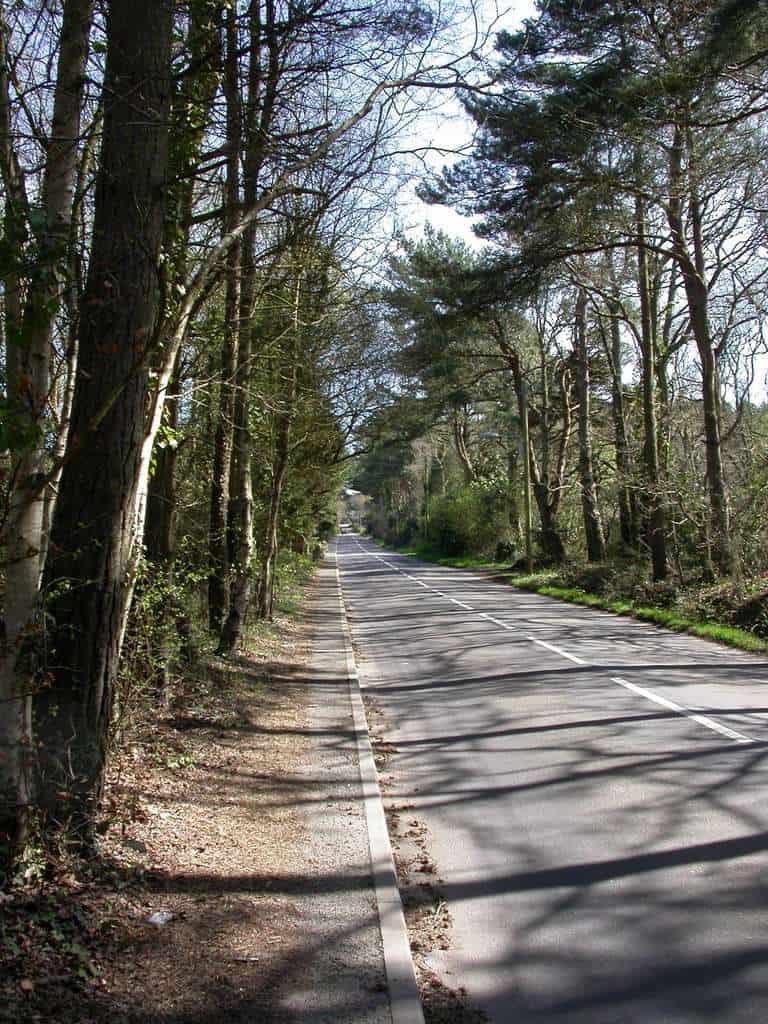 A long, empty road stretches into the distance, lined with tall trees on both sides under a partly sunny sky. Shadows from the trees fall across the pavement.